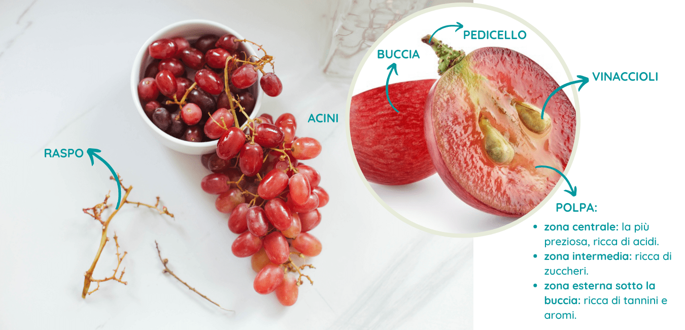 Tannico VINITY FAIR - ABC del vino - Tannino e tannico: parole magiche - Tannino