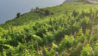 Stella di Lemmen - Cinque Terre